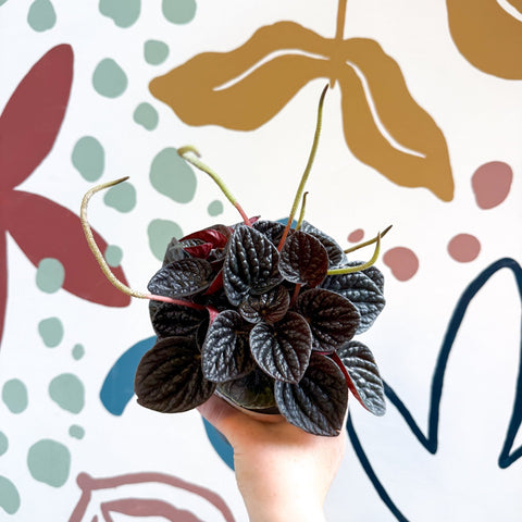 Peperomia caperata 'Chocolat' - Radiator Plant - Sprouts of Bristol