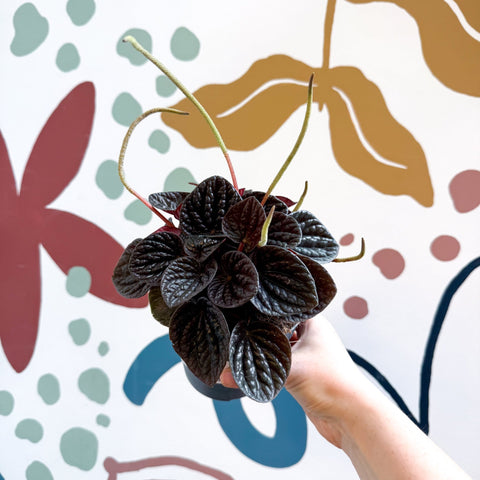 Peperomia caperata 'Chocolat' - Radiator Plant - Sprouts of Bristol