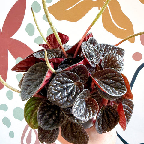 Peperomia caperata 'Chocolat' - Radiator Plant - Sprouts of Bristol