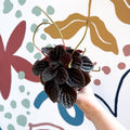 Peperomia caperata 'Chocolat' - Radiator Plant - Sprouts of Bristol