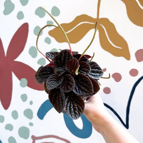 Peperomia caperata 'Chocolat' - Radiator Plant - Sprouts of Bristol