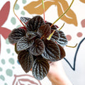 Peperomia caperata 'Chocolat' - Radiator Plant - Sprouts of Bristol