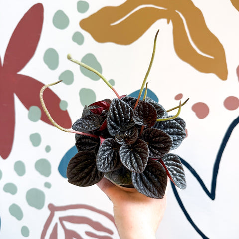 Peperomia caperata 'Chocolat' - Radiator Plant - Sprouts of Bristol