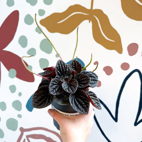 Peperomia caperata 'Chocolat' - Radiator Plant - Sprouts of Bristol