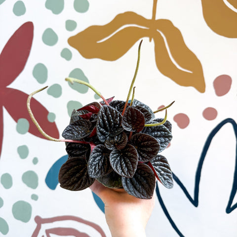 Peperomia caperata 'Chocolat' - Radiator Plant - Sprouts of Bristol