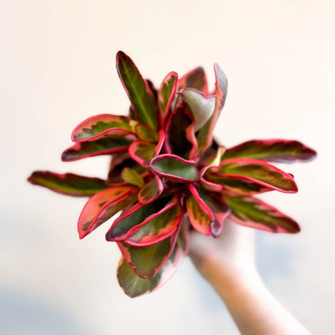 Peperomia clusiifolia 'Jellie' - Sprouts of Bristol