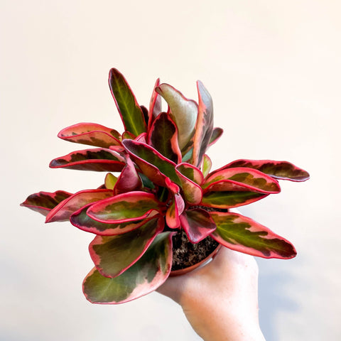 Peperomia clusiifolia 'Jellie' - Sprouts of Bristol