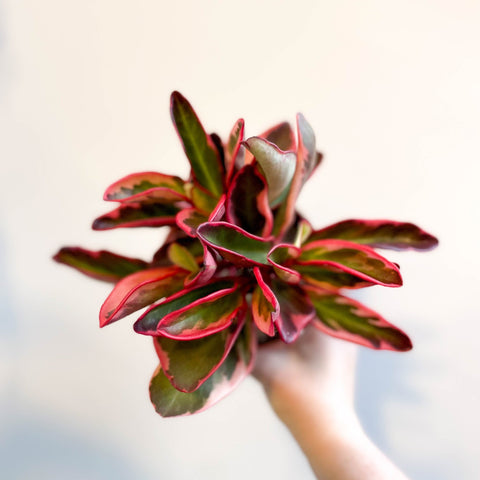 Peperomia clusiifolia 'Jellie' - Sprouts of Bristol