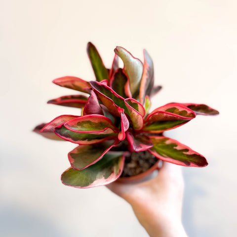 Peperomia clusiifolia 'Jellie' - Sprouts of Bristol