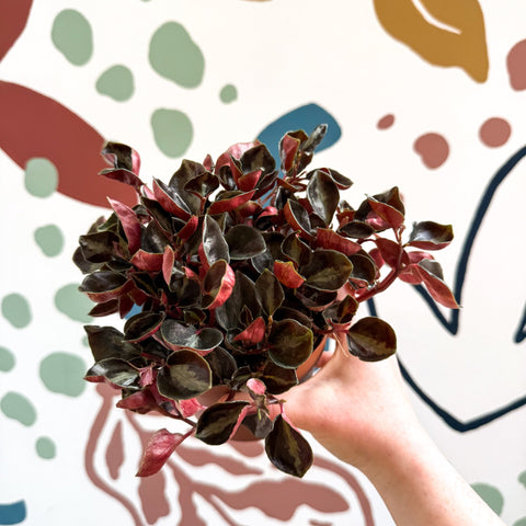 Peperomia columbiana ‘Metallica’ - Sprouts of Bristol