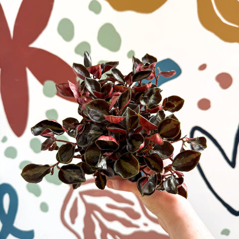 Peperomia columbiana ‘Metallica’ - Sprouts of Bristol