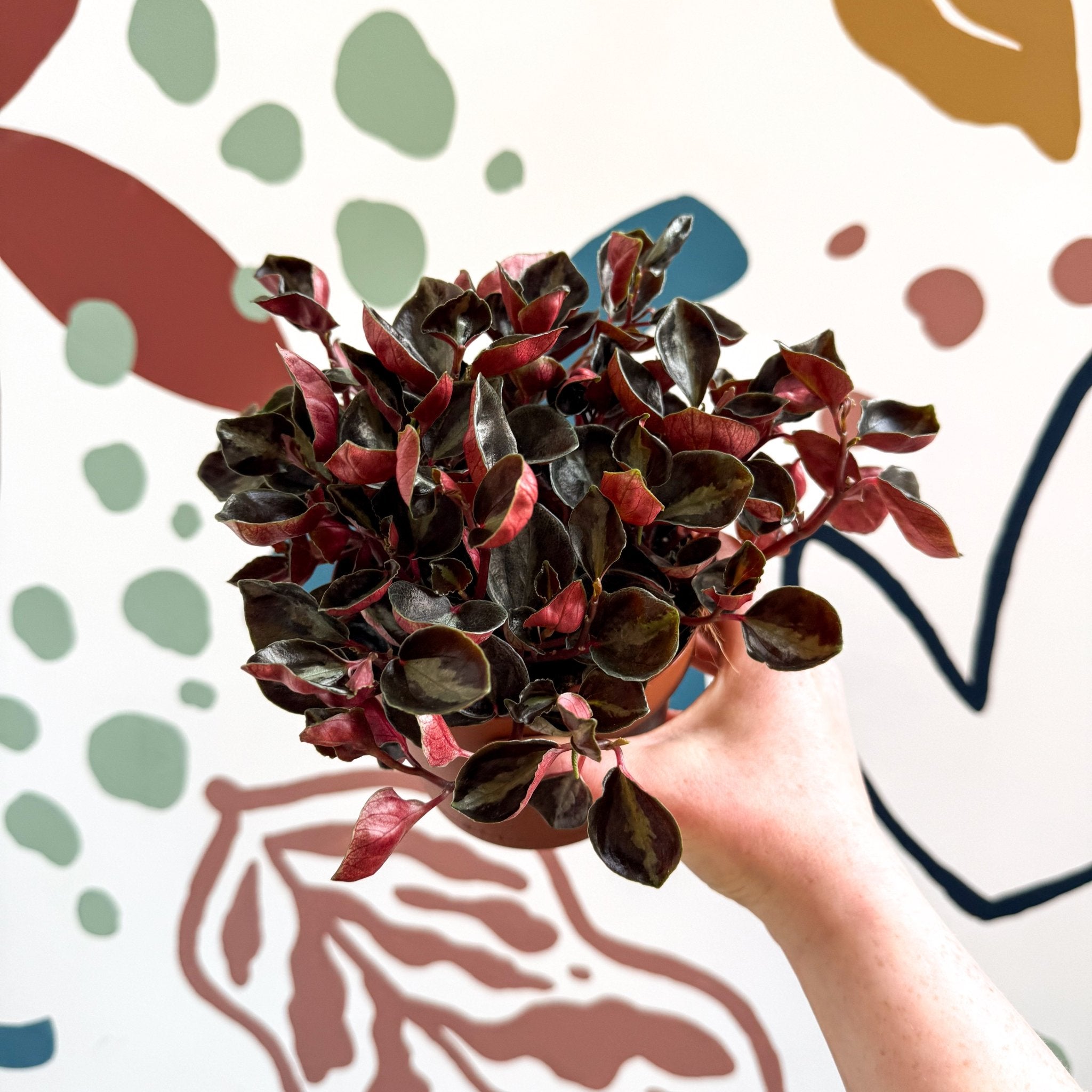 Peperomia columbiana 'Metallica' – Sprouts of Bristol