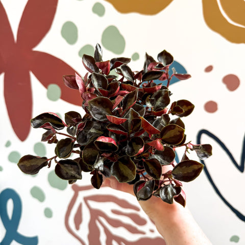 Peperomia columbiana ‘Metallica’ - Sprouts of Bristol