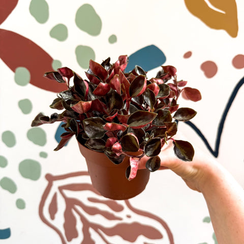 Peperomia columbiana ‘Metallica’ - Sprouts of Bristol