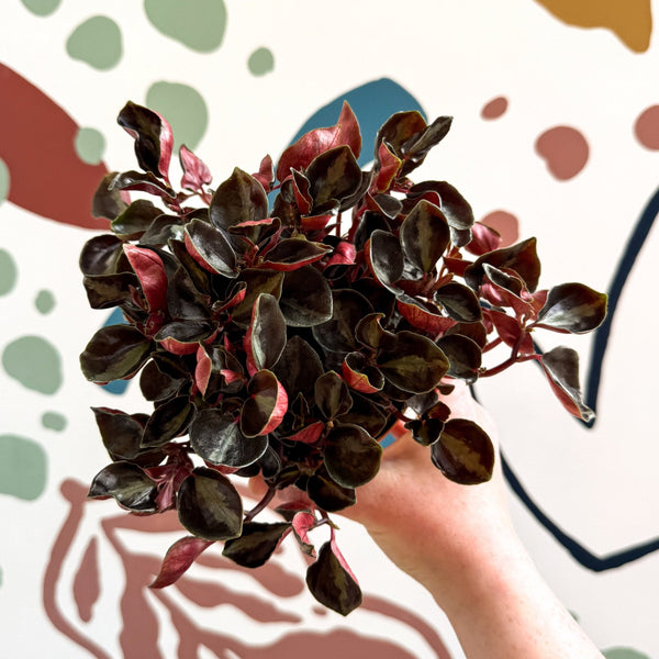 philodendron columbiana Peperomia columbiana 'Metallica' – Sprouts of Bristol
