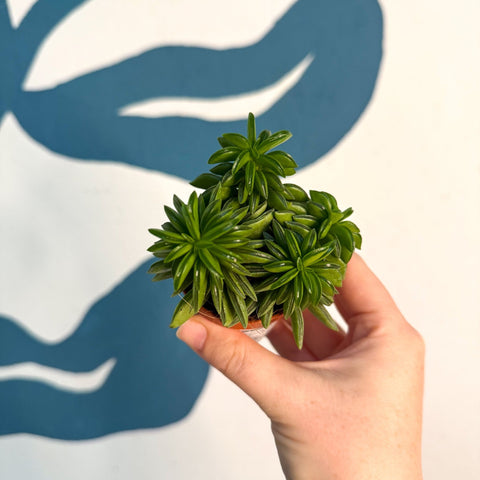 Peperomia ferreyrae 'Happy Bean' - Sprouts of Bristol