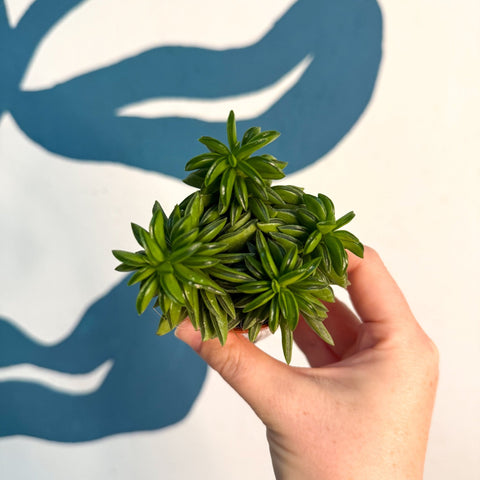 Peperomia ferreyrae 'Happy Bean' - Sprouts of Bristol
