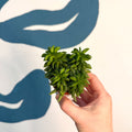 Peperomia ferreyrae 'Happy Bean' - Sprouts of Bristol