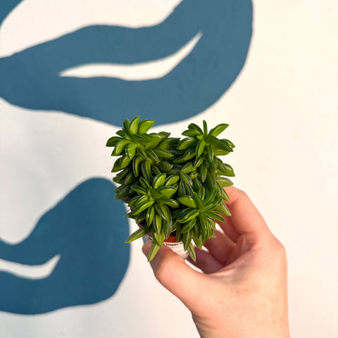 Peperomia ferreyrae 'Happy Bean' - Sprouts of Bristol