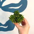 Peperomia ferreyrae 'Happy Bean' - Sprouts of Bristol