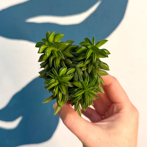Peperomia ferreyrae 'Happy Bean' - Sprouts of Bristol