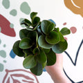 Peperomia obtusifolia 'Green Drops' - Baby Rubber Plant - Sprouts of Bristol