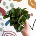 Peperomia obtusifolia 'Green Drops' - Baby Rubber Plant - Sprouts of Bristol