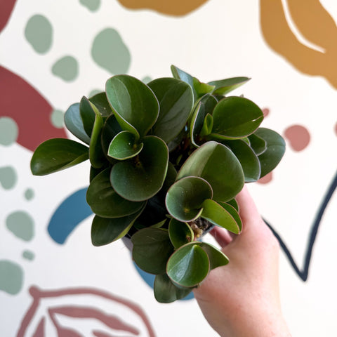 Peperomia obtusifolia 'Green Drops' - Baby Rubber Plant - Sprouts of Bristol