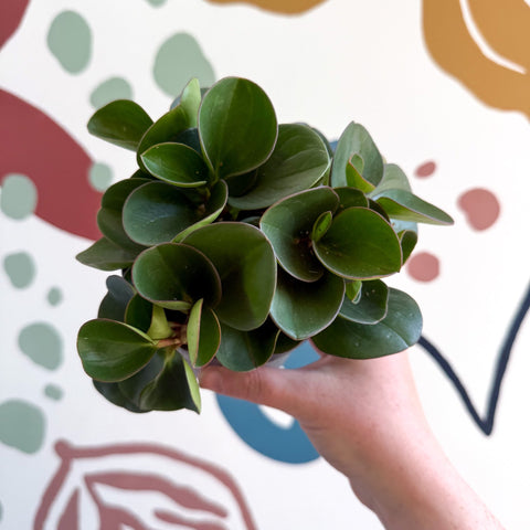 Peperomia obtusifolia 'Green Drops' - Baby Rubber Plant - Sprouts of Bristol