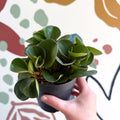 Peperomia obtusifolia 'Green Drops' - Baby Rubber Plant - Sprouts of Bristol