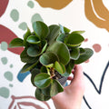 Peperomia obtusifolia 'Green Drops' - Baby Rubber Plant - Sprouts of Bristol