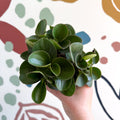 Peperomia obtusifolia 'Green Drops' - Baby Rubber Plant - Sprouts of Bristol