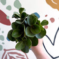 Peperomia obtusifolia 'Green Drops' - Baby Rubber Plant - Sprouts of Bristol