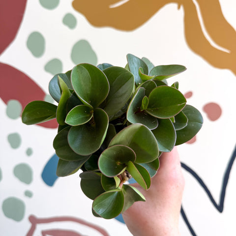 Peperomia obtusifolia 'Green Drops' - Baby Rubber Plant - Sprouts of Bristol