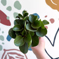 Peperomia obtusifolia 'Green Drops' - Baby Rubber Plant - Sprouts of Bristol