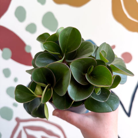 Peperomia obtusifolia 'Green Drops' - Baby Rubber Plant - Sprouts of Bristol