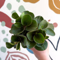 Peperomia obtusifolia 'Green Drops' - Baby Rubber Plant - Sprouts of Bristol