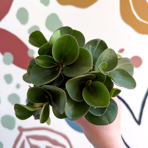 Peperomia obtusifolia 'Green Drops' - Baby Rubber Plant - Sprouts of Bristol
