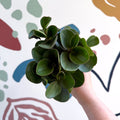 Peperomia obtusifolia 'Green Drops' - Baby Rubber Plant - Sprouts of Bristol