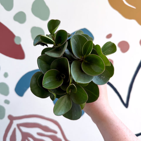 Peperomia obtusifolia 'Green Drops' - Baby Rubber Plant - Sprouts of Bristol
