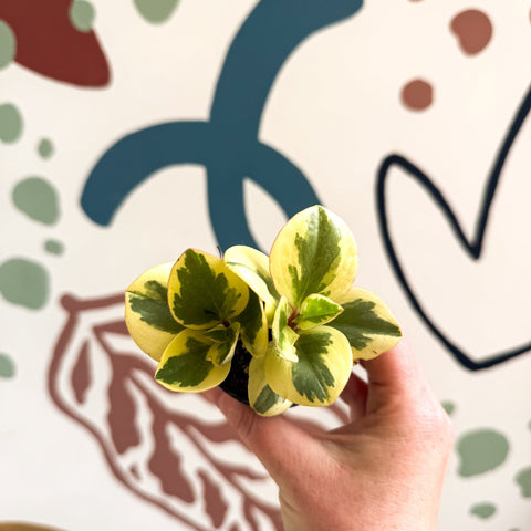 Peperomia obtusifolia 'Obtipan Bicolor' - Baby Rubber Plant - Sprouts of Bristol
