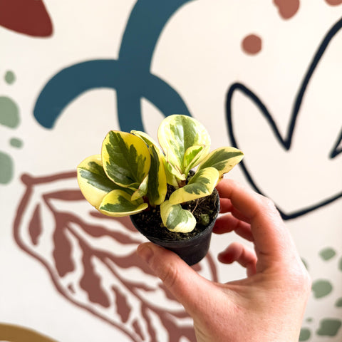 Peperomia obtusifolia 'Obtipan Bicolor' - Baby Rubber Plant - Sprouts of Bristol