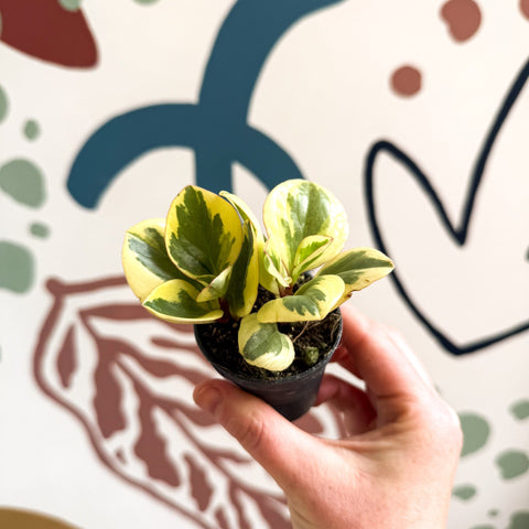 Peperomia obtusifolia 'Obtipan Bicolor' - Baby Rubber Plant - Sprouts of Bristol