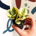 Peperomia obtusifolia 'Obtipan Bicolor' - Baby Rubber Plant - Sprouts of Bristol