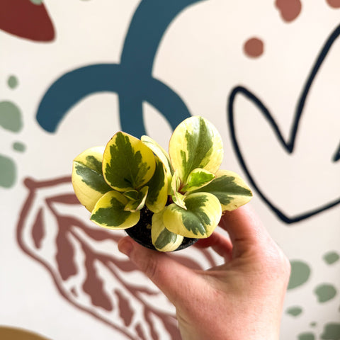 Peperomia obtusifolia 'Obtipan Bicolor' - Baby Rubber Plant - Sprouts of Bristol