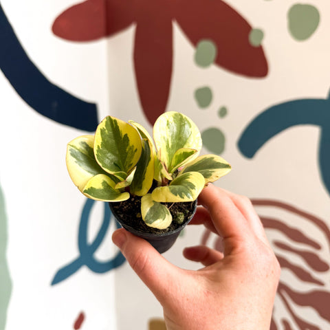 Peperomia obtusifolia 'Obtipan Bicolor' - Baby Rubber Plant - Sprouts of Bristol