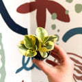 Peperomia obtusifolia 'Obtipan Bicolor' - Baby Rubber Plant - Sprouts of Bristol