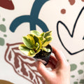 Peperomia obtusifolia 'Obtipan Bicolor' - Baby Rubber Plant - Sprouts of Bristol