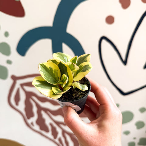 Peperomia obtusifolia 'Obtipan Bicolor' - Baby Rubber Plant - Sprouts of Bristol