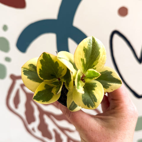 Peperomia obtusifolia 'Obtipan Bicolor' - Baby Rubber Plant - Sprouts of Bristol